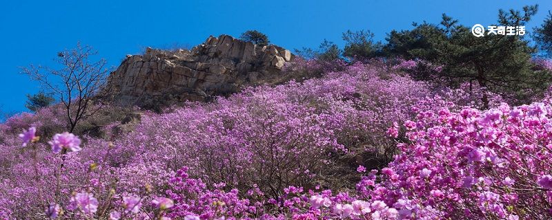 鸡西市春季赏花去哪里