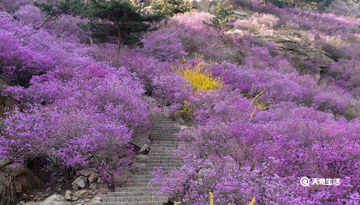 四平市春季赏花去哪里