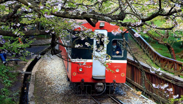 阿里山樱花什么时候开