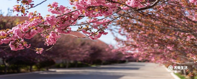 扬州市春季赏花去哪里