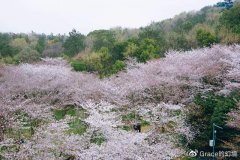 这个春日，去无锡鼋头渚赴一场樱花之